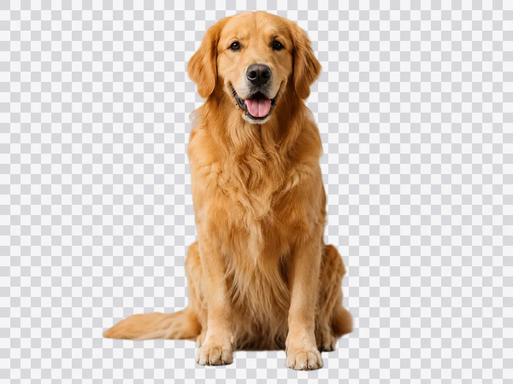 A dog cut out on a checkerboard, marking the transparent areas around it.
